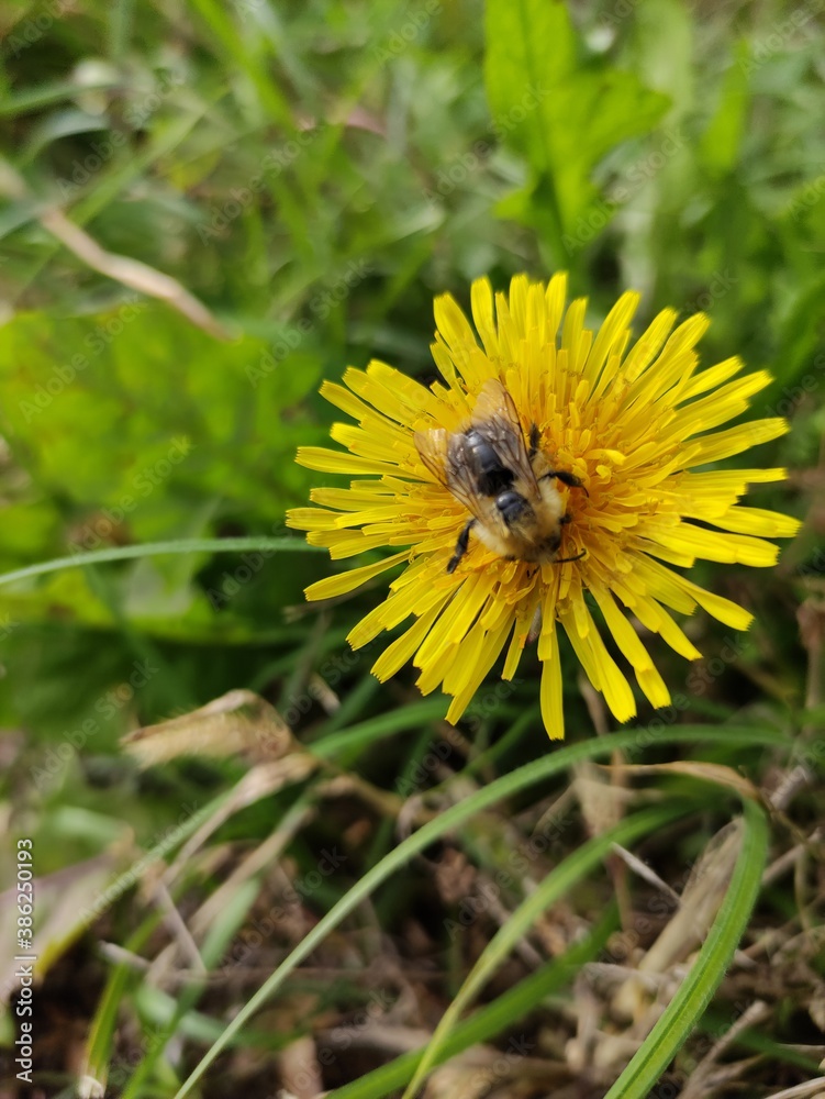 bee on dandelion bee on dandelion