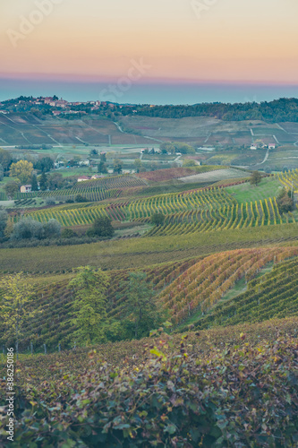 vineyards sunset, italian grapes hills, italy