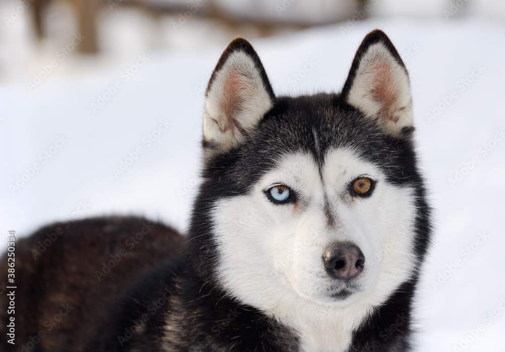 Blue and brown eyed siberian husky standing in snow