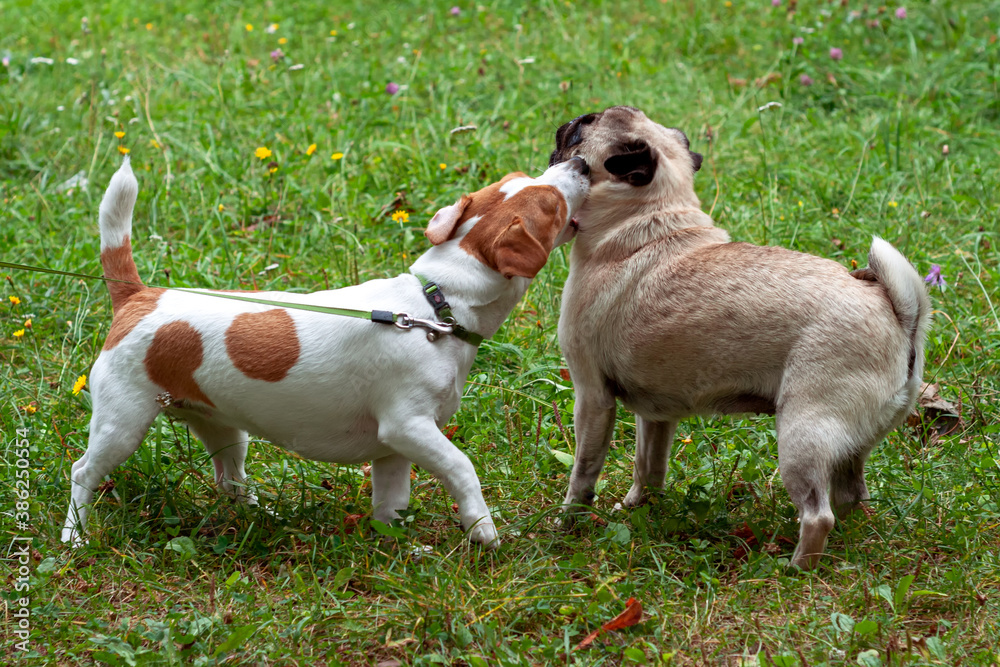 Cute jack russell terrier dog and funny pug dog playing in the park, dog friendship