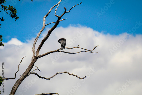 Ein Cormoran auf einem Baum schaut auf einem Teich herrab.