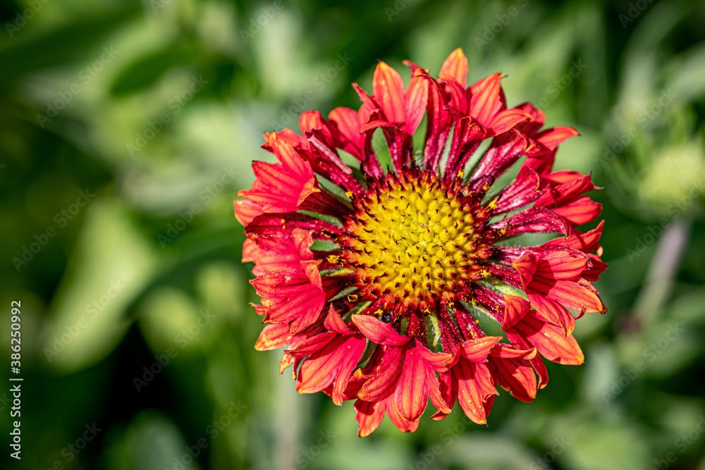 Red and Yellow Indian Blanketflower in the Garden Red and Yellow Indian Blanketflower in the Garden