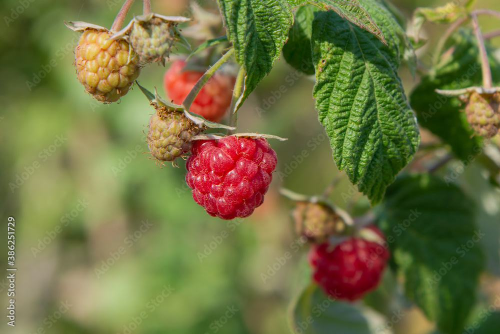 Ripe raspberries on branch in garden on summer day Ripe raspberries on branch in garden on summer day