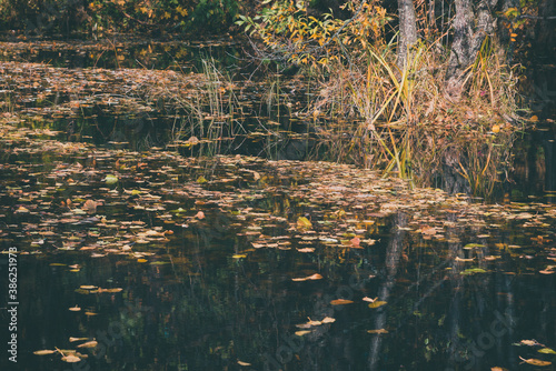 Colourful fall leaves in dark lake water.