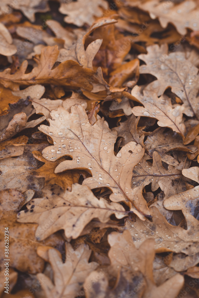 Oak tree brown leaves background texture, selective focus