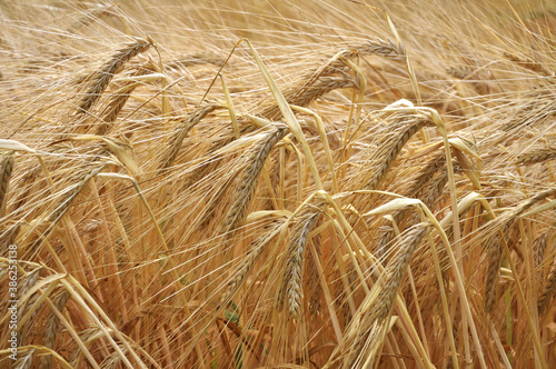 Background of barley ears