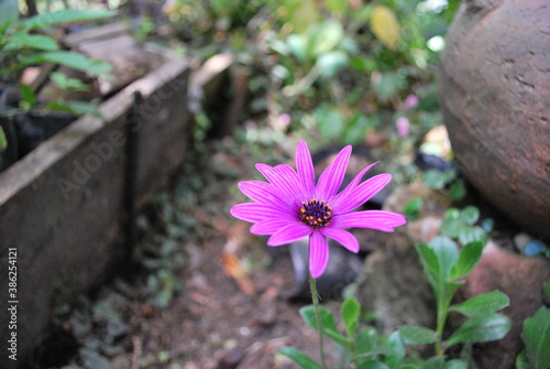 Flor violeta
