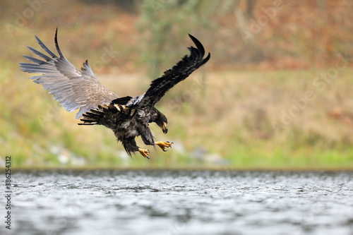White-tailed Eagle  Haliaeetus albicilla  catching prey in  the water  with brown grass in background  Poland