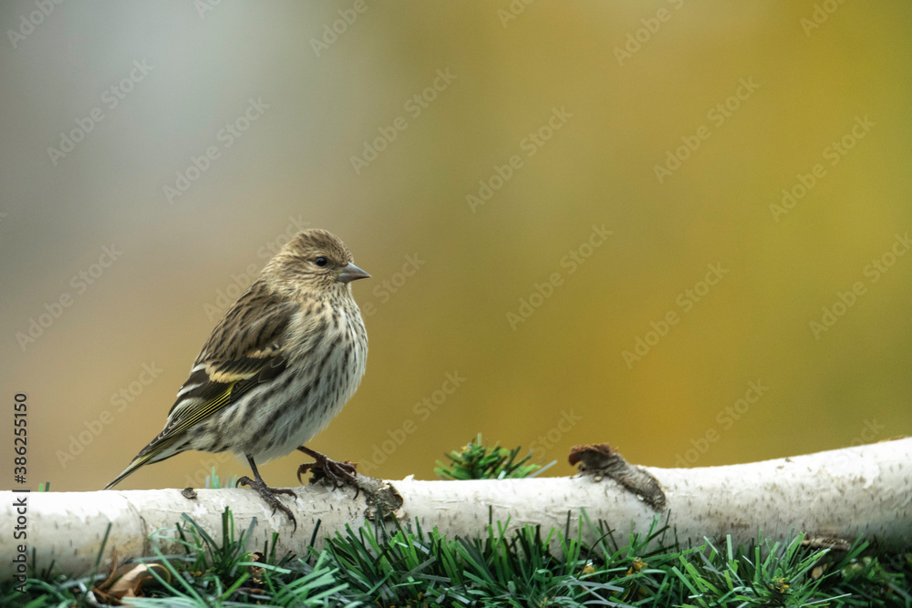 Naklejka premium sparrow on a branch