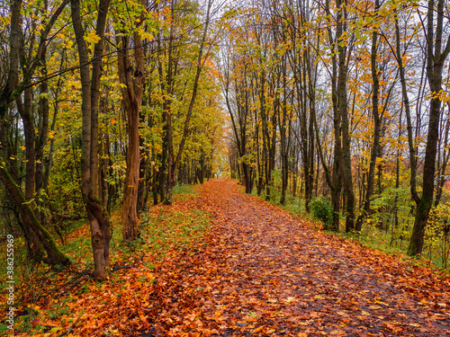 Bright autumn. Maple alley with fallen leaves.