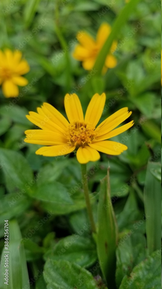 yellow flower in the garden yellow flower in the garden
