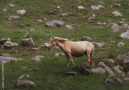 Bonito cavalo branco nas montanhas em Portugal