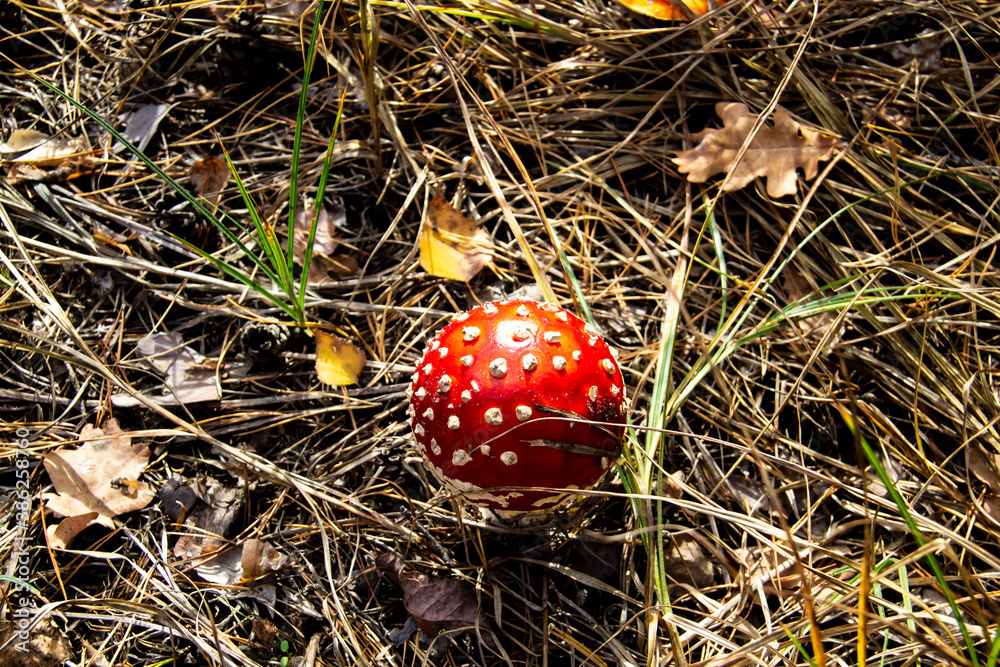Beautiful Poisonous Mushroom in the forest at the autumn. Red agaric mushroom. Toadstool in the grass. Amanita muscaria. Toxic mushroom with red hat and white dots Beautiful Poisonous Mushroom in the forest at the autumn. Red agaric mushroom. Toadstool in the grass. Amanita muscaria. Toxic mushroom with red hat and white dots