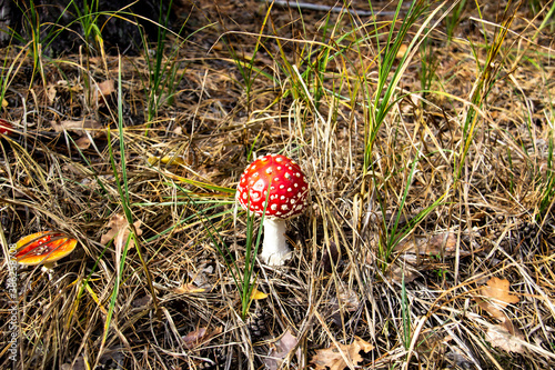 Beautiful Poisonous Mushroom in the forest at the autumn. Red agaric mushroom. Toadstool in the grass. Amanita muscaria. Toxic mushroom with red hat and white dots
