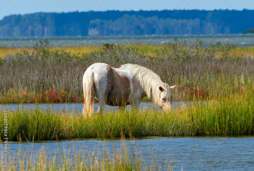 Wild pony grazing in Assateague National Seashore in Maryland Wild pony grazing in Assateague National Seashore in Maryland