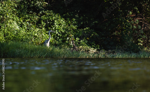Fototapeta Naklejka Na Ścianę i Meble -  Bonita ave grou na erva junto ao rio