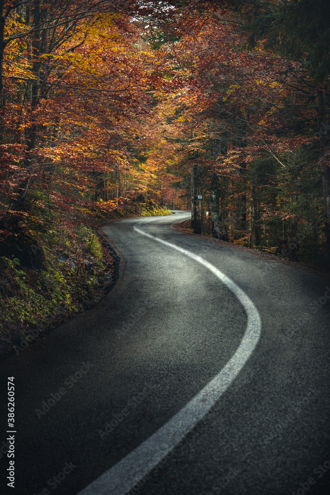 Fototapeta premium strada nel bosco