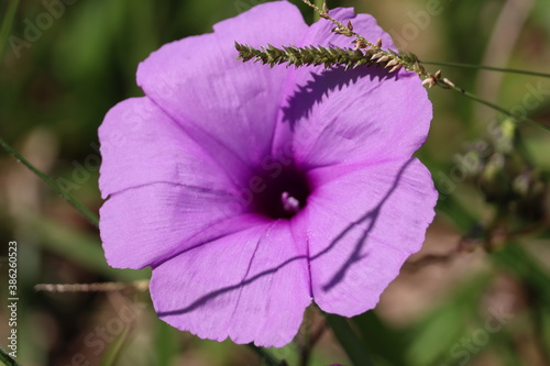 Flor roxa