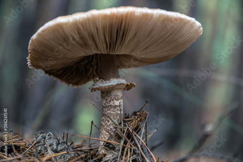White poisonous autumn mushrooms. Beautiful natural autumn landscape