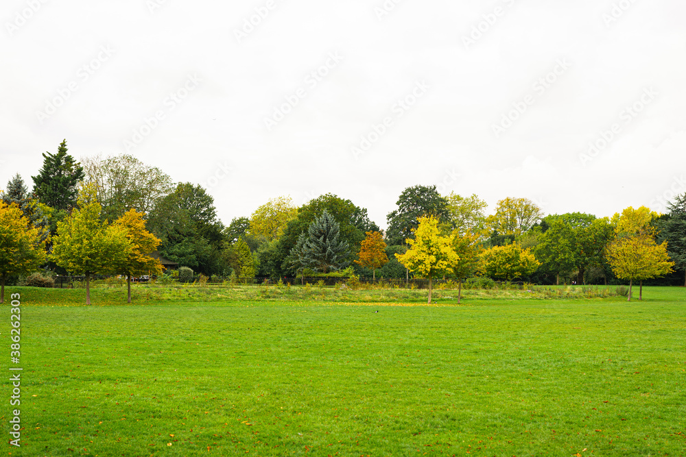 Fototapeta premium landscape with trees