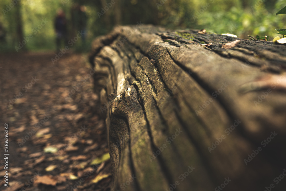 Fototapeta premium stump in the forest