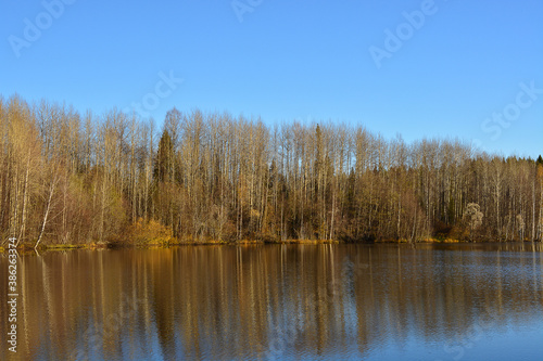 landscape  autumn view of the forest near the lake  reflection of trees on the water.
