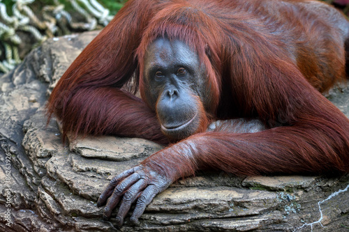 Orangutan or Pongo pygmaeus lies on a stone