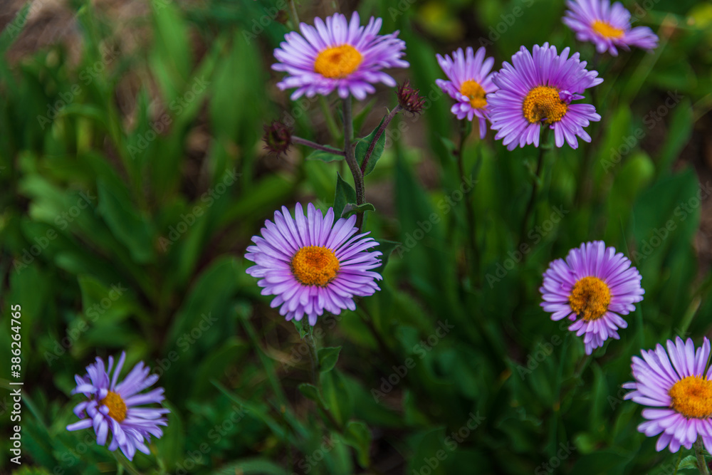 aster in summer aster in summer