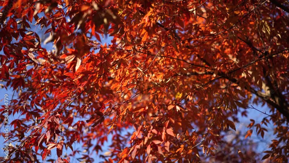 Red tree leaves on a blurry background with bokeh. Autumn, seasons Red tree leaves on a blurry background with bokeh. Autumn, seasons