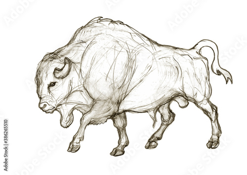 bison  wild bull  hand pencil drawing isolated on white background for greeting cards  calendars  design