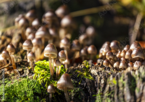 Famiglia di piccoli funghi cresce nel sottobosco