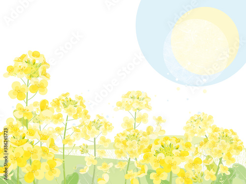 菜の花
