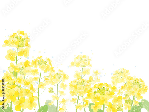 菜の花のフレーム