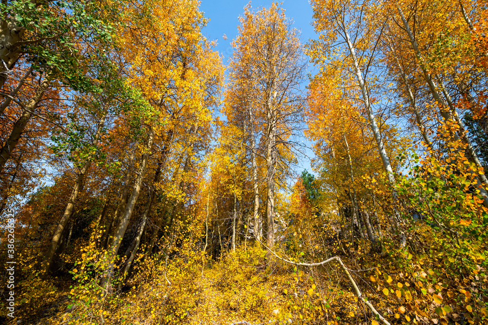 Autumn image of trees changing colors Autumn image of trees changing colors