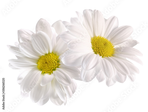 Fototapeta Naklejka Na Ścianę i Meble -  daisies isolated on a white background