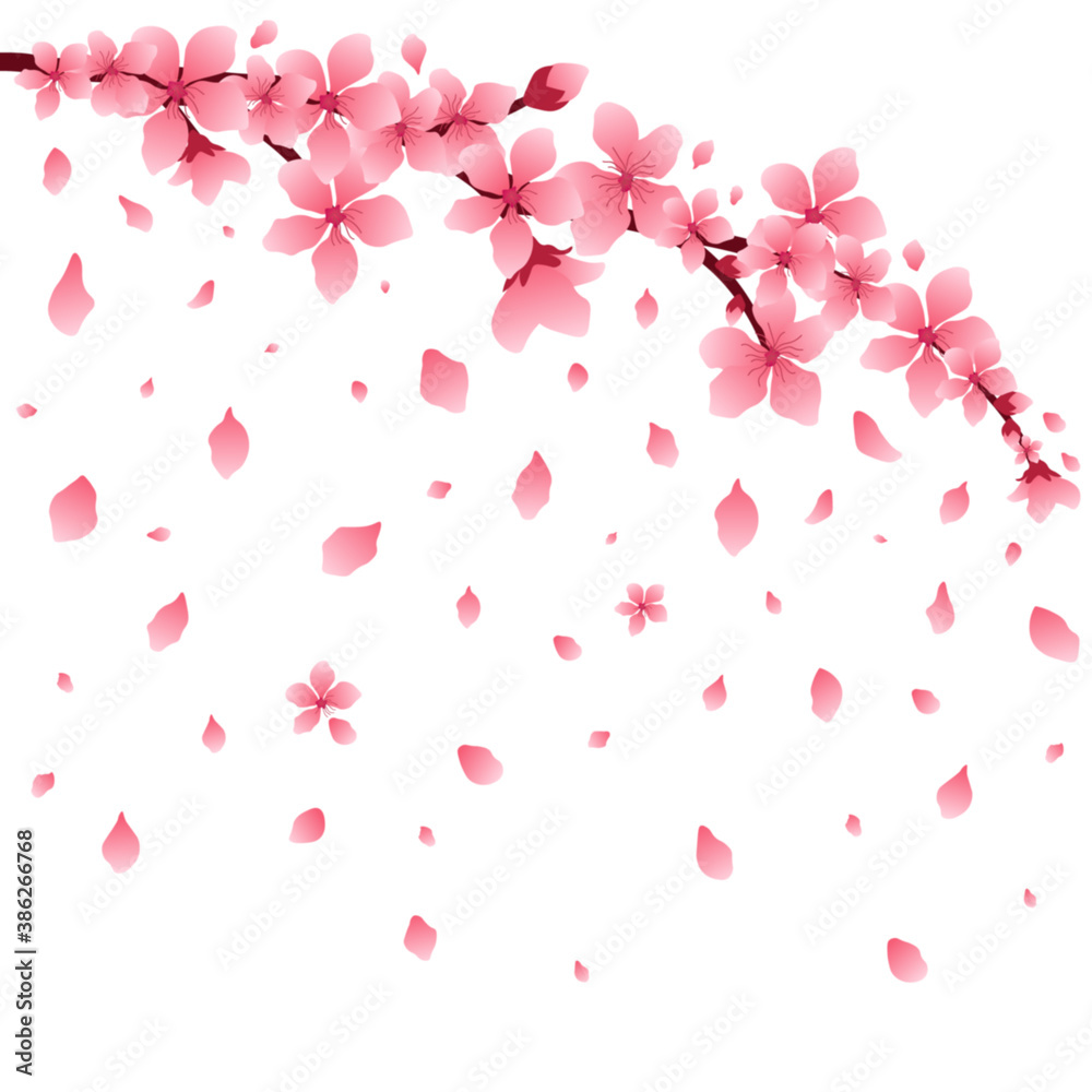 Sakura or cherry branch with flowers, falling petals, isolated, vector illustration.