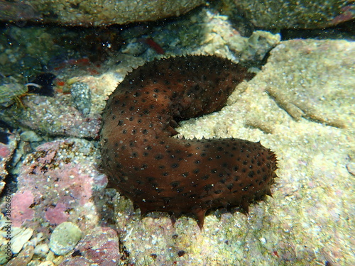 Variable sea cucumber (Holothuria sanctori) on sea bottom, Aegean Sea, Greece, Halkidiki photo