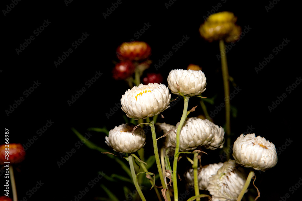 l'immortelle à bractées l'immortelle à bractées