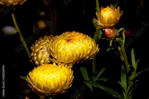 l'immortelle à bractées photo