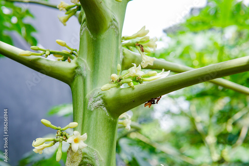 fresh papaya flowers are still attached to the tree. suitable for vegetable dishes