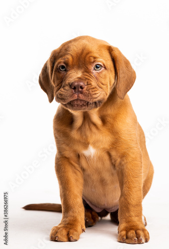 Cachorro Dogo de Burdeos