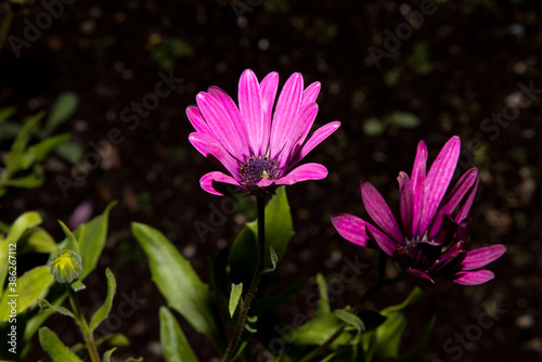 anemone hortensis