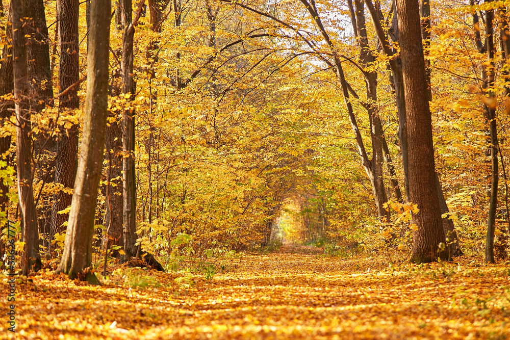 Autumn park. Yellow leaves on the ground.