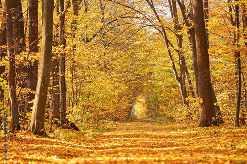 Obraz na płótnie Autumn park. Yellow leaves on the ground. w salonie