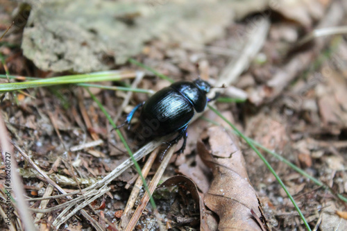 Macro photo of a dor beetle. © Jacek
