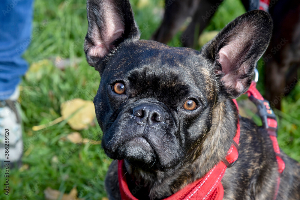 bouledogue francais gros plan