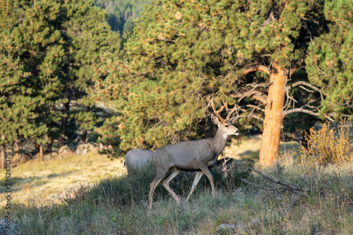 Deer roaming around in the early morning hours at Rocky Mountain National Park Colorado