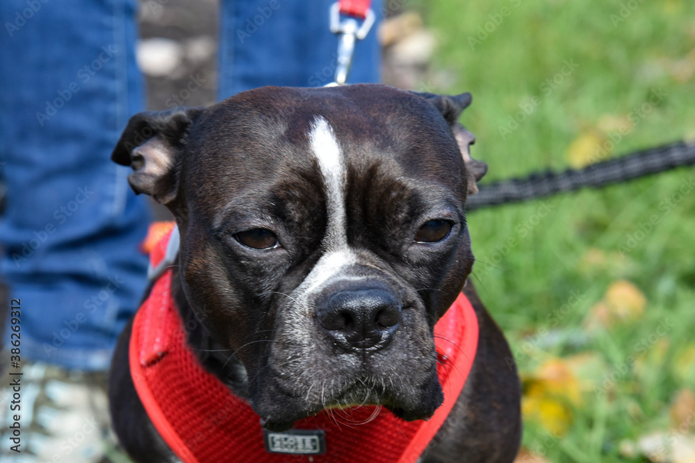 bouledogue francais gros plan