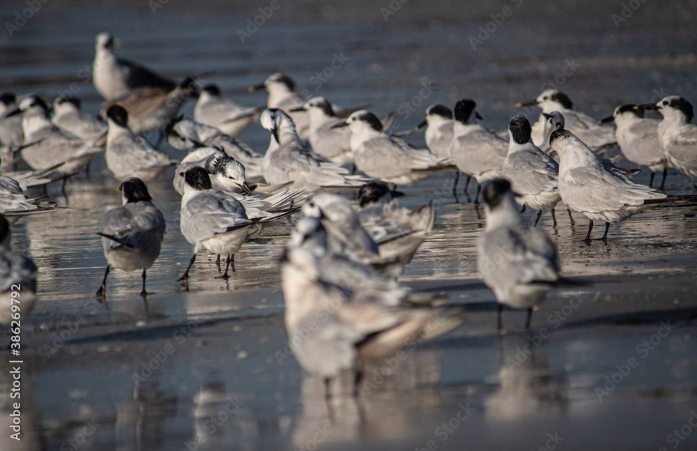 Fototapeta premium Sea Shore with Birds