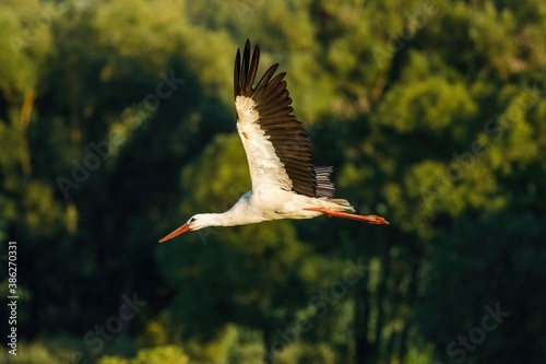 Bird in flight. White stork  Ciconia ciconia  flying in the evening light. Stork isolated on green background. Stork is symbol of birth. Wildlife scene from summer nature. Habitat Europe  Asia  Africa